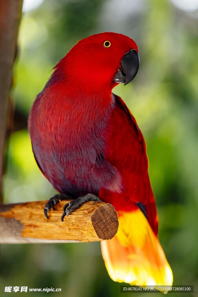 红色鹦鹉栖息于木枝上