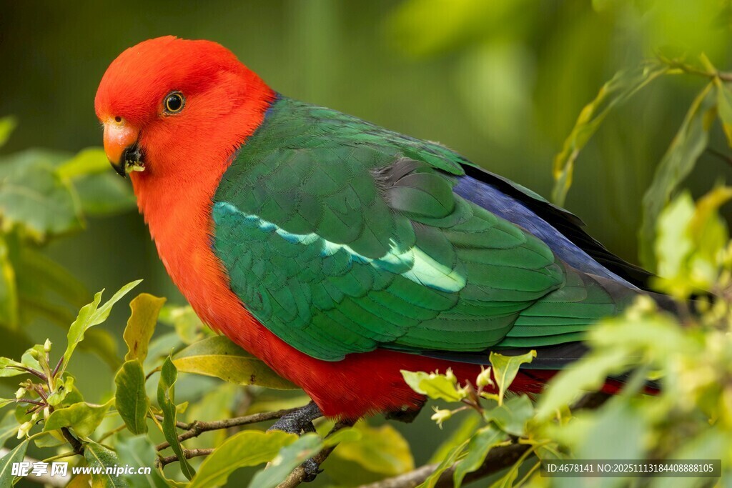 色彩艳丽的红身绿翅鸟