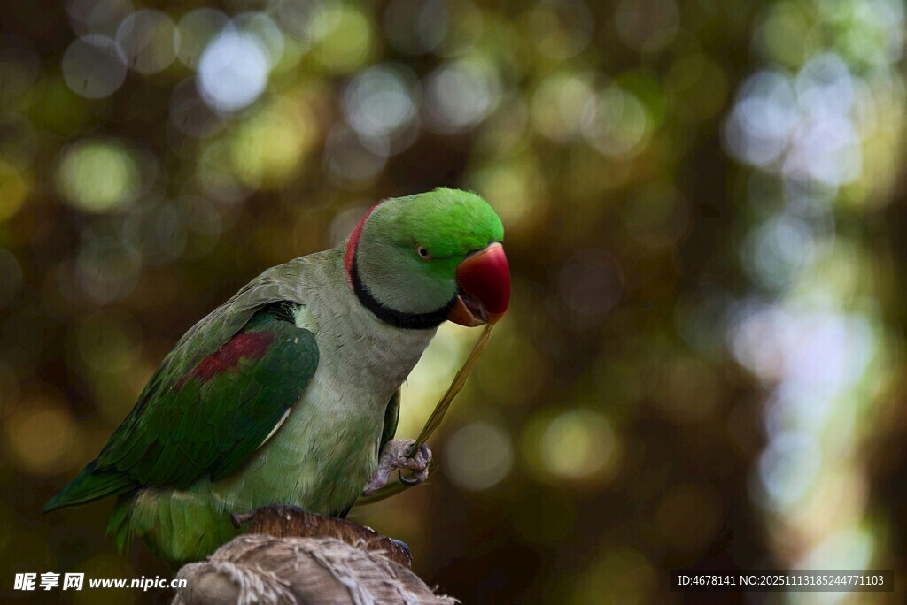 绿鹦鹉栖息枝头