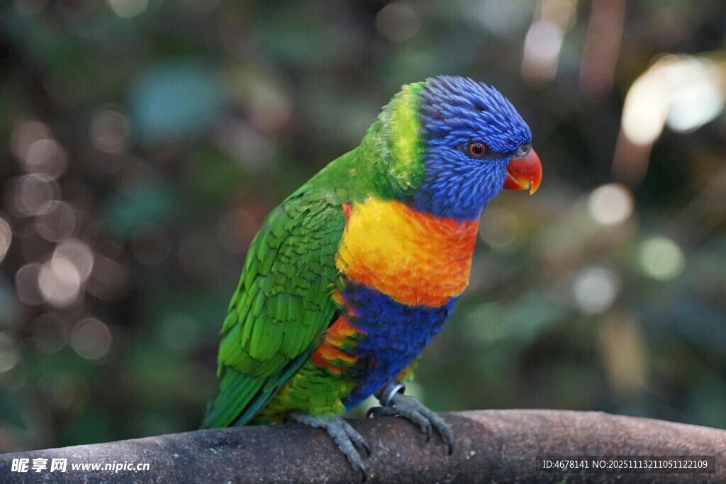 五彩鹦鹉栖息枝头