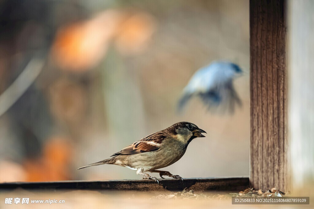 窗边栖息的小鸟