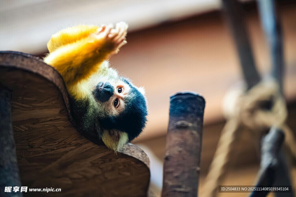 倒挂金钩的可爱小猴子