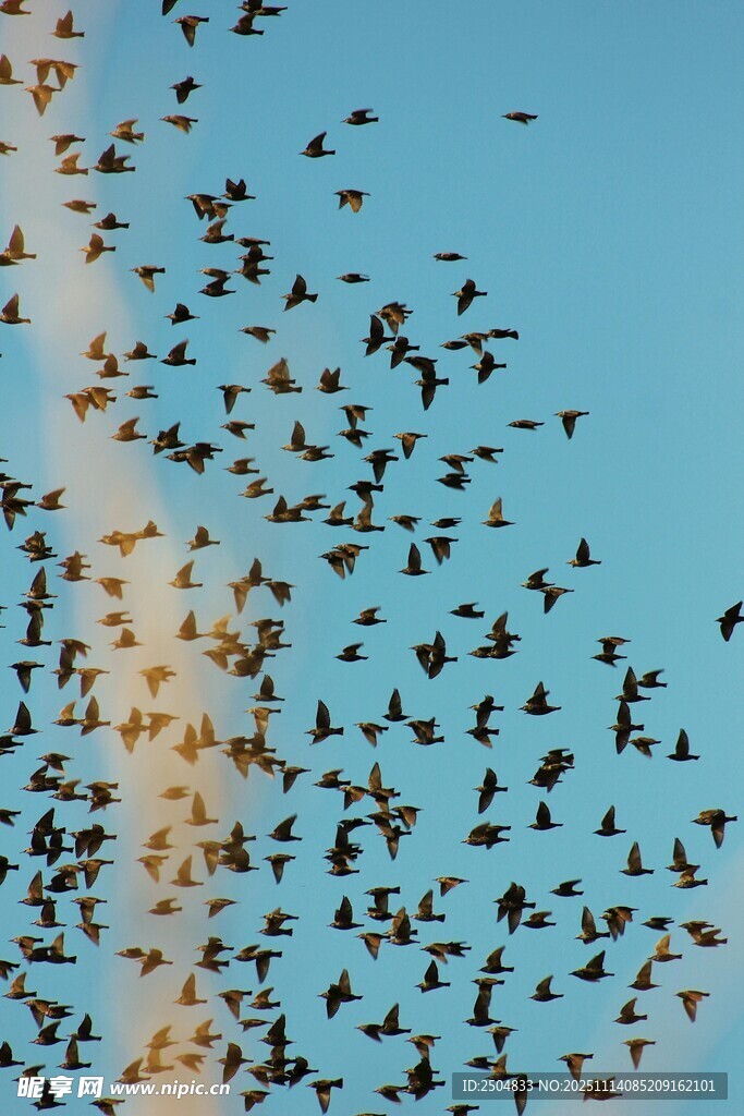 群鸟翱翔蓝天