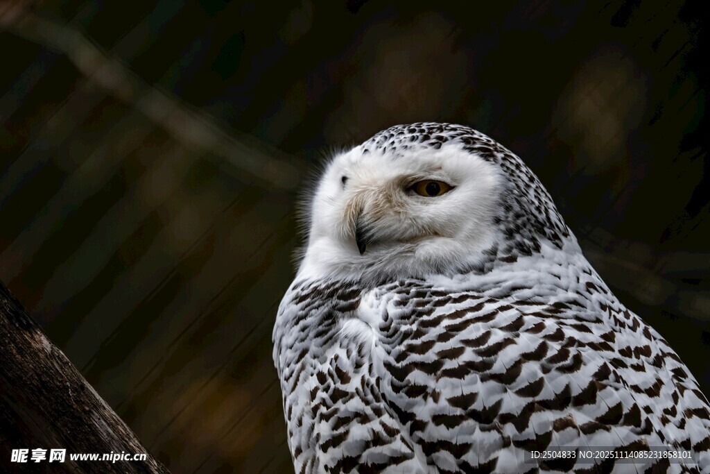 雪地中的猫头鹰特写