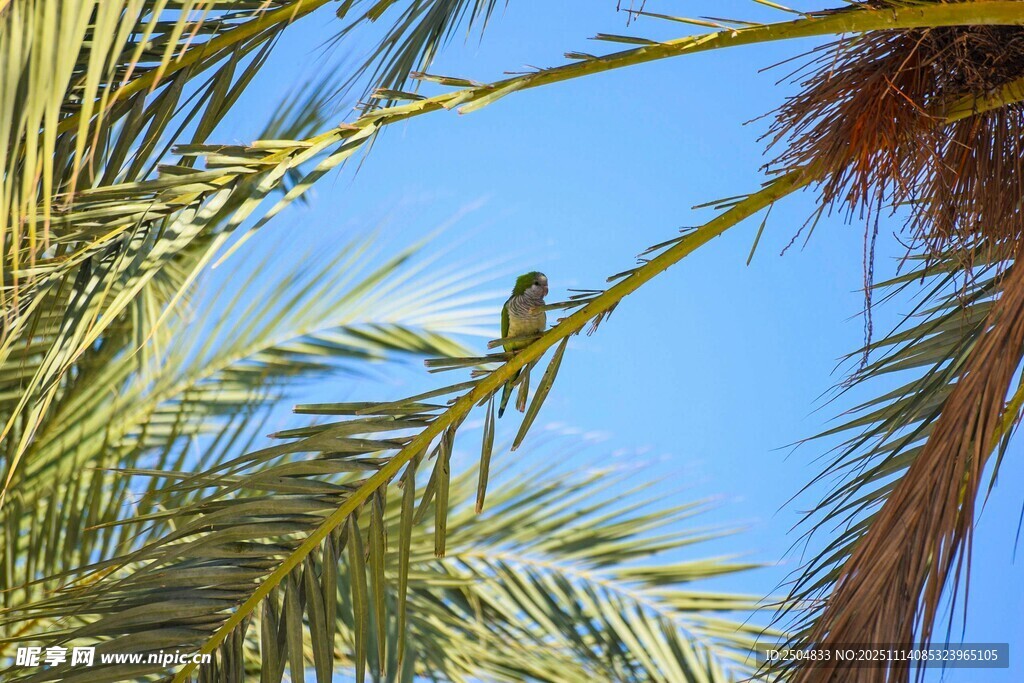 棕榈枝上的小鸟