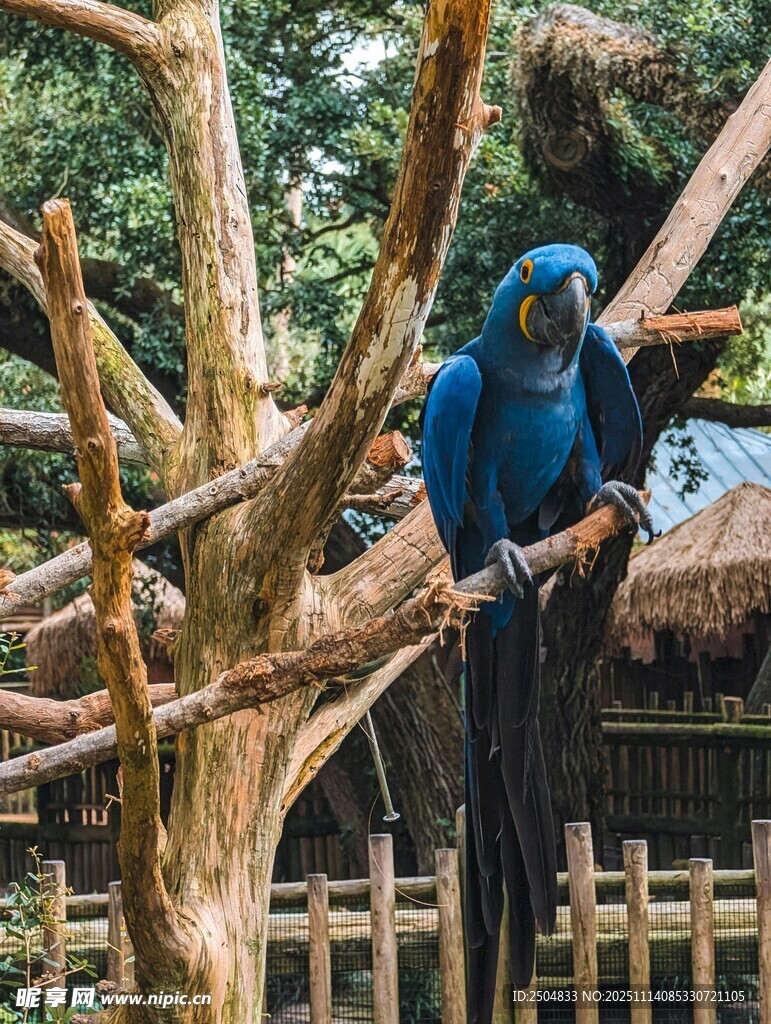 树枝上的蓝色金刚鹦鹉