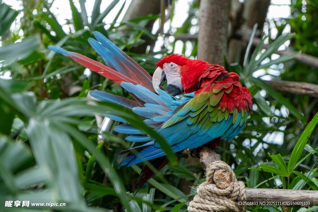 多彩鹦鹉栖息于繁茂绿植间