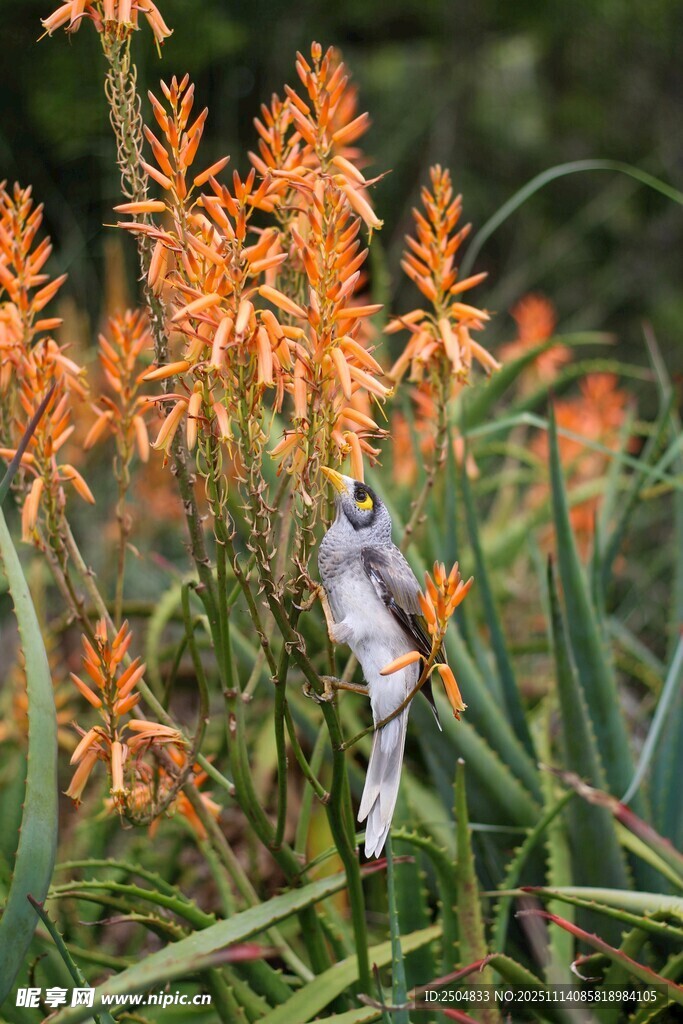 橙色花朵中的白色雕塑