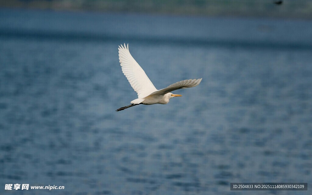 白鹭翔于碧波之上