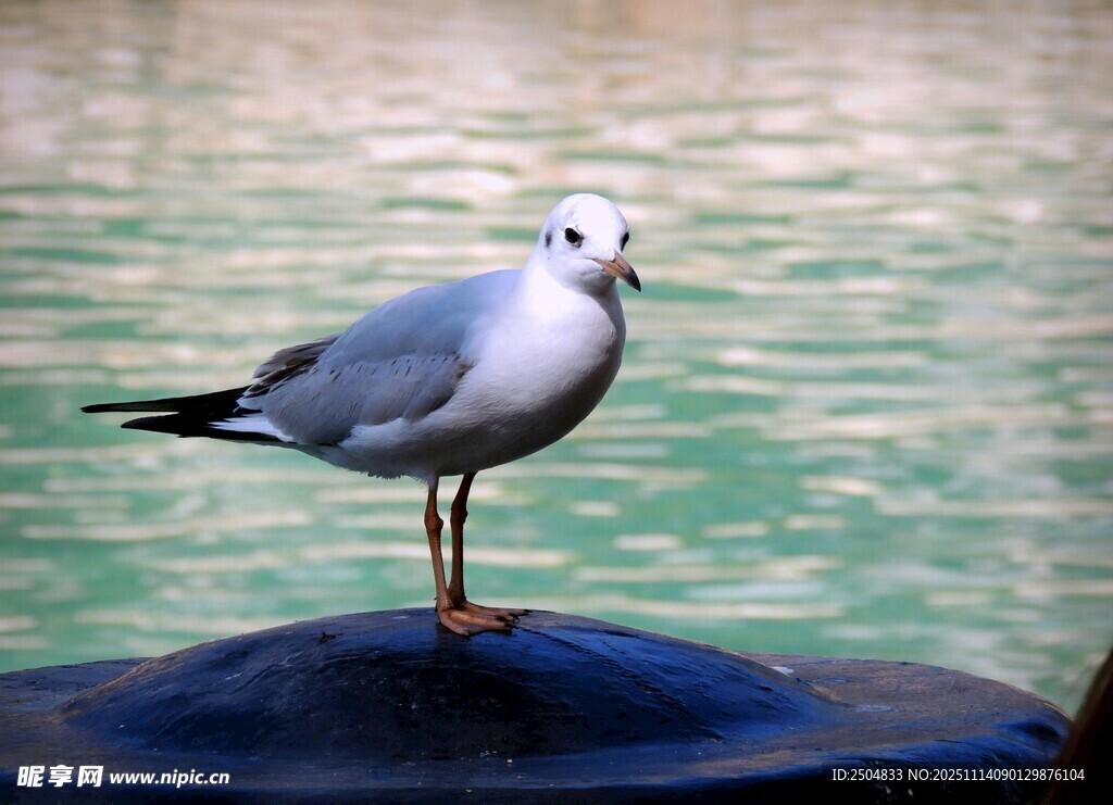 海鸥立于水边物体上