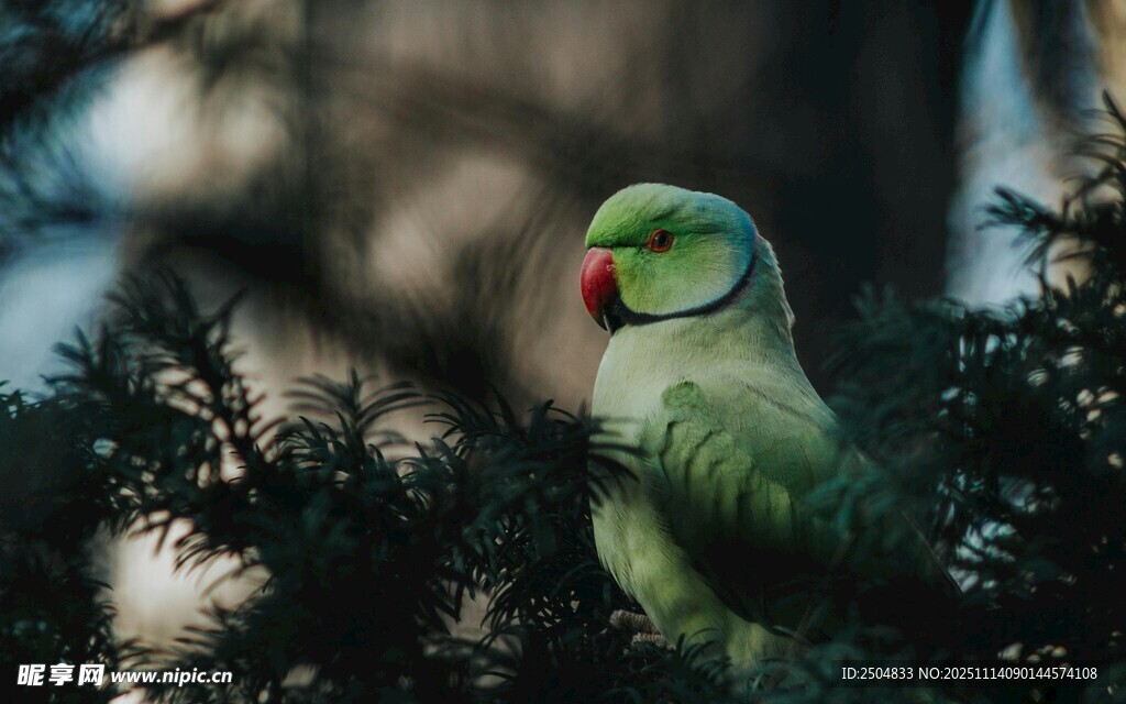 枝头绿鹦鹉