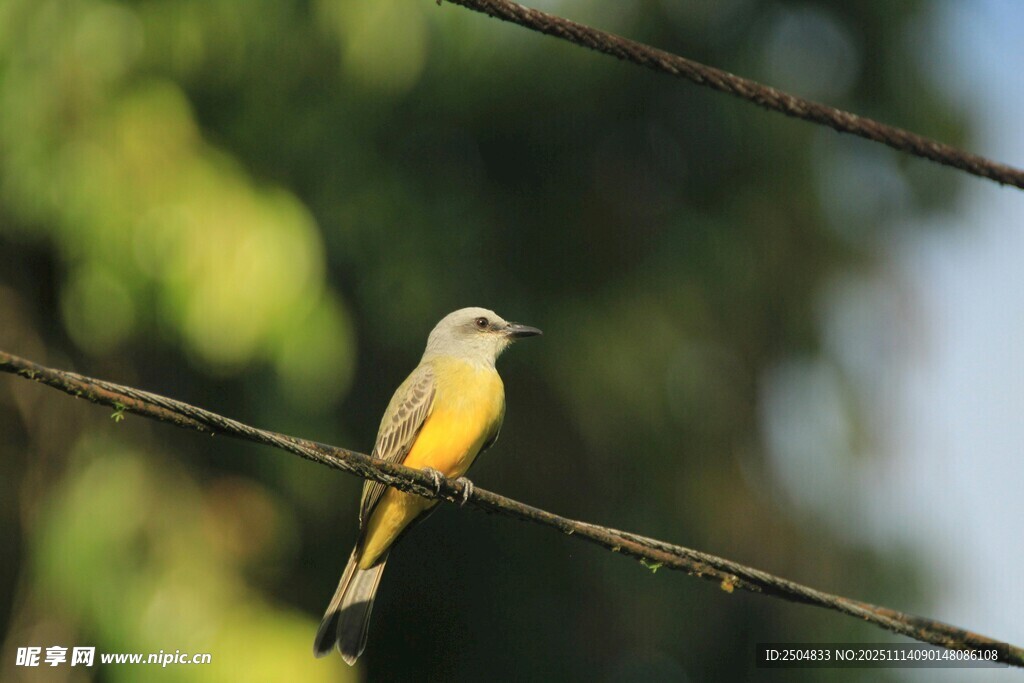 电线上的黄腹小鸟