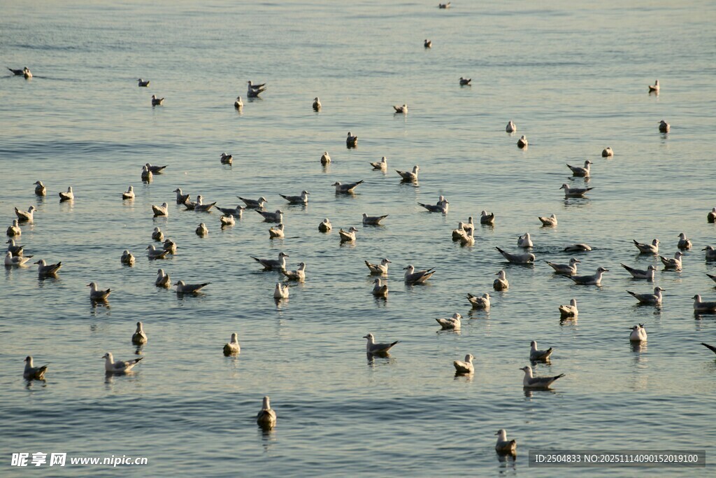 海面上成群结队的鸟儿