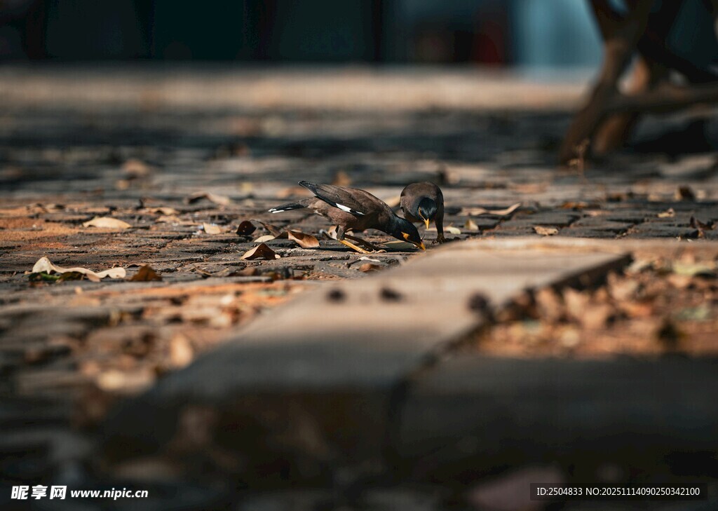铁轨上的小钉与散落杂物