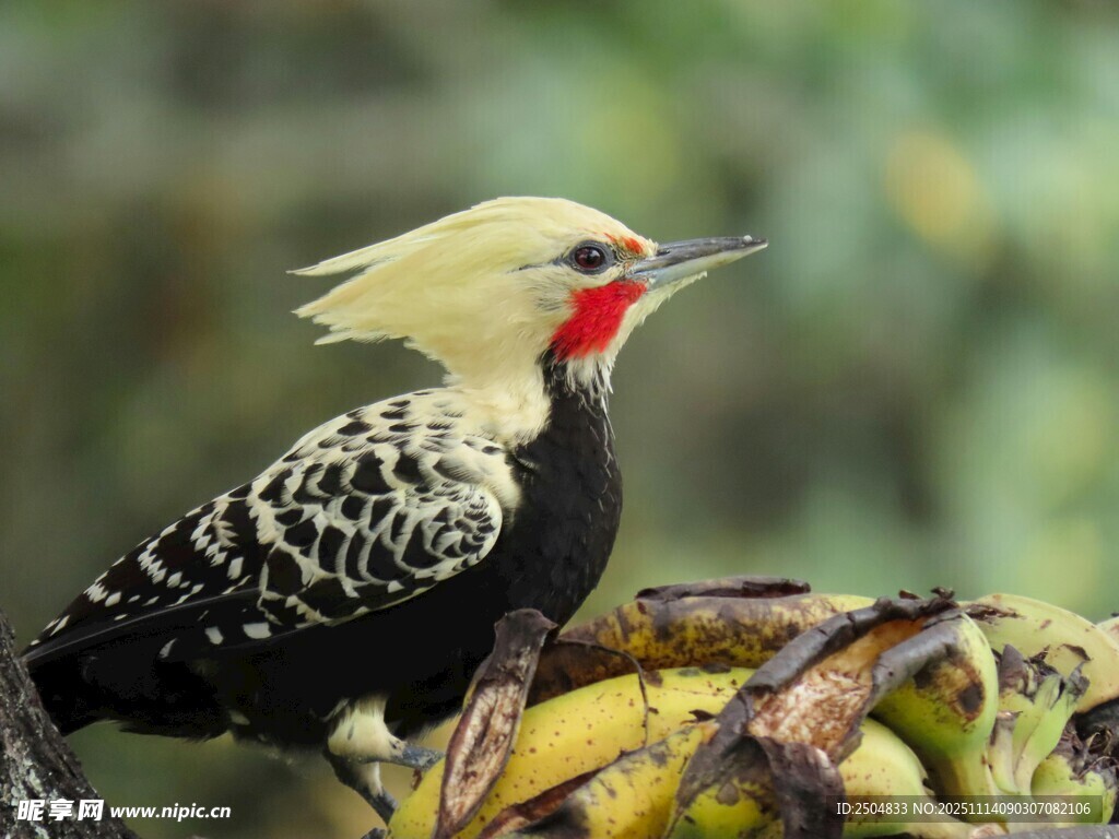冠羽啄木鸟立于香蕉旁