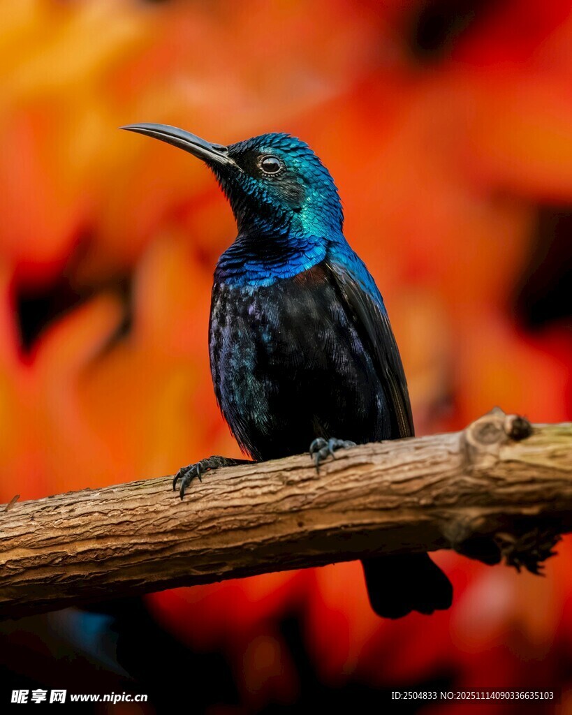 蓝羽鸟栖于多彩背景树枝上