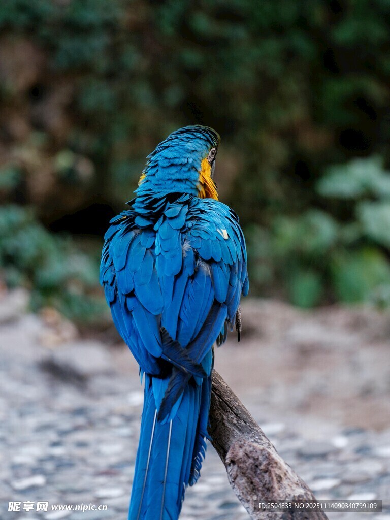 蓝色鹦鹉栖息于树枝上