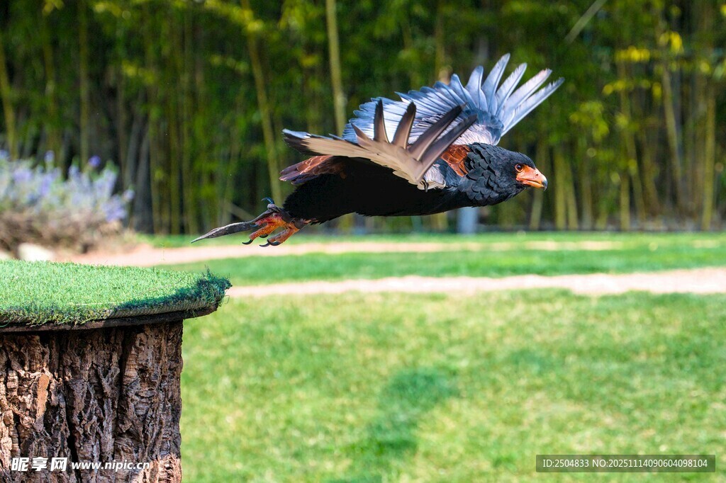展翅雄鹰飞离树桩