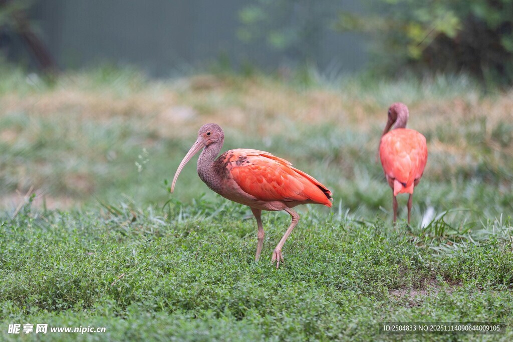 草地上的两只朱红色鸟儿