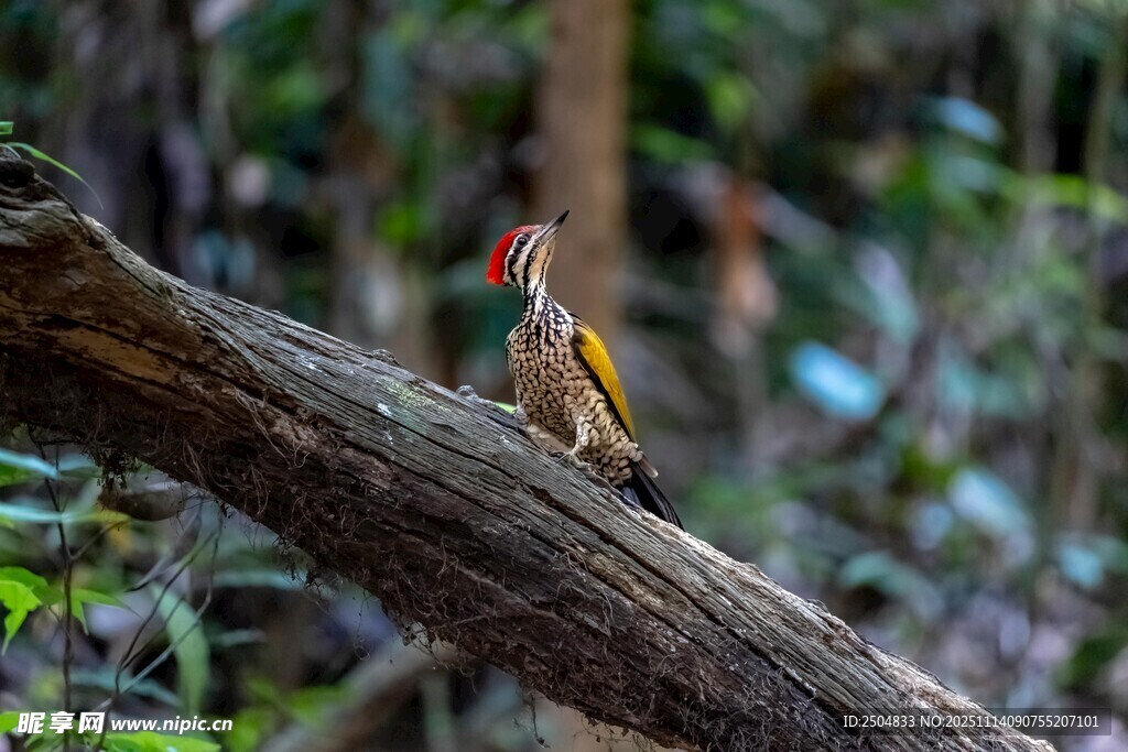 树枝上色彩斑斓的美丽小鸟