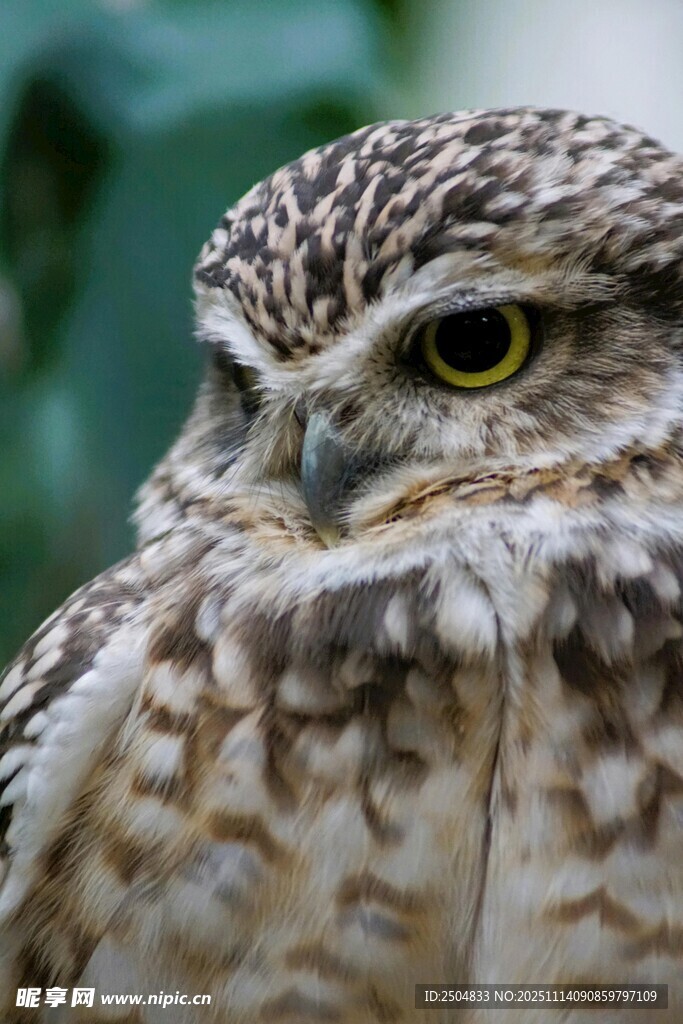 凝视的穴居猫头鹰