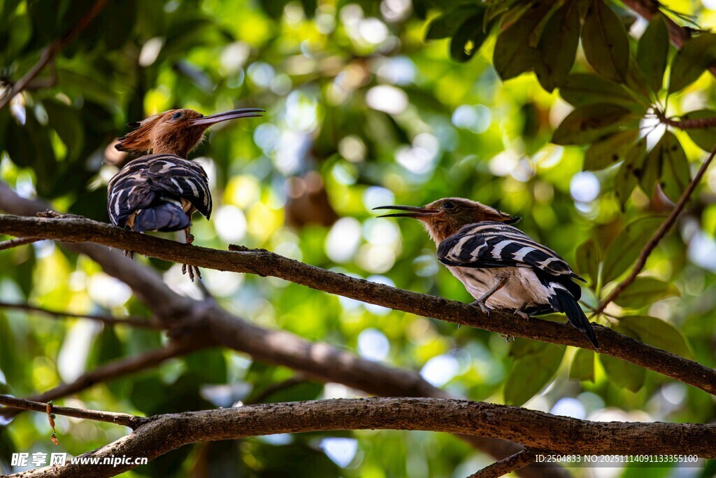 树枝上的多彩鸟儿