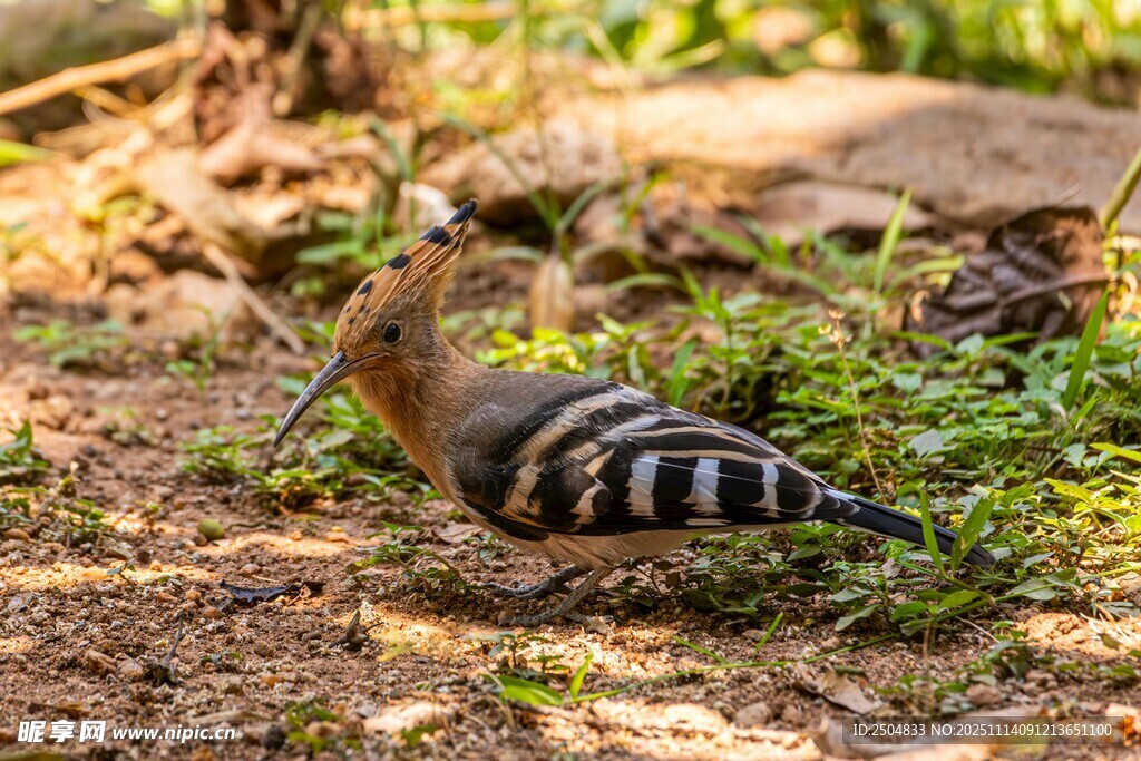 地面上的戴胜鸟