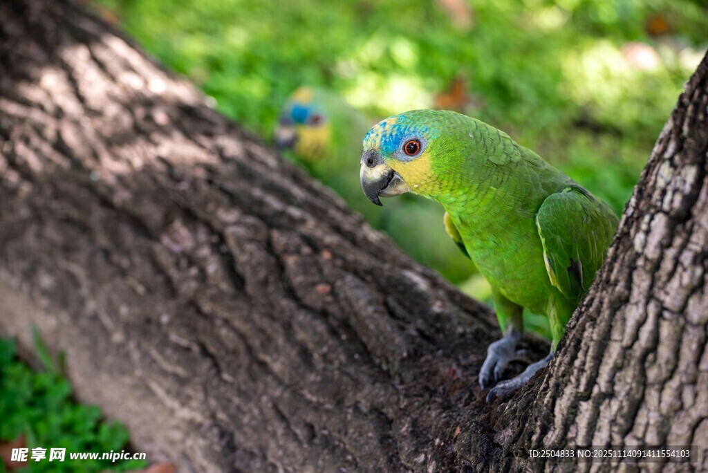 绿鹦鹉栖息于树干上