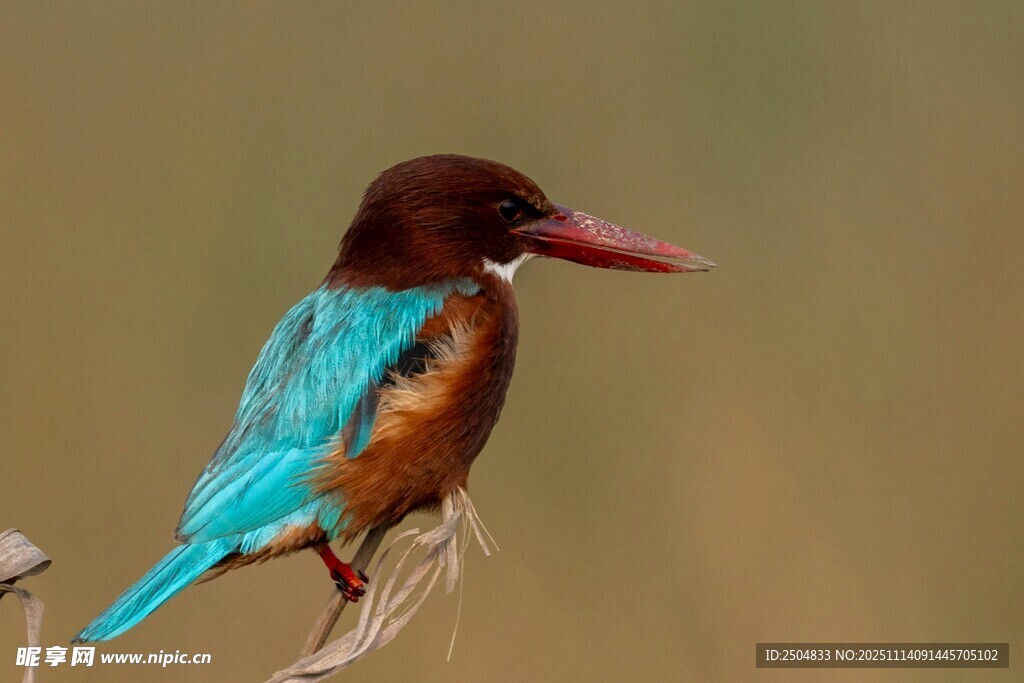 五彩翠鸟栖息枝头