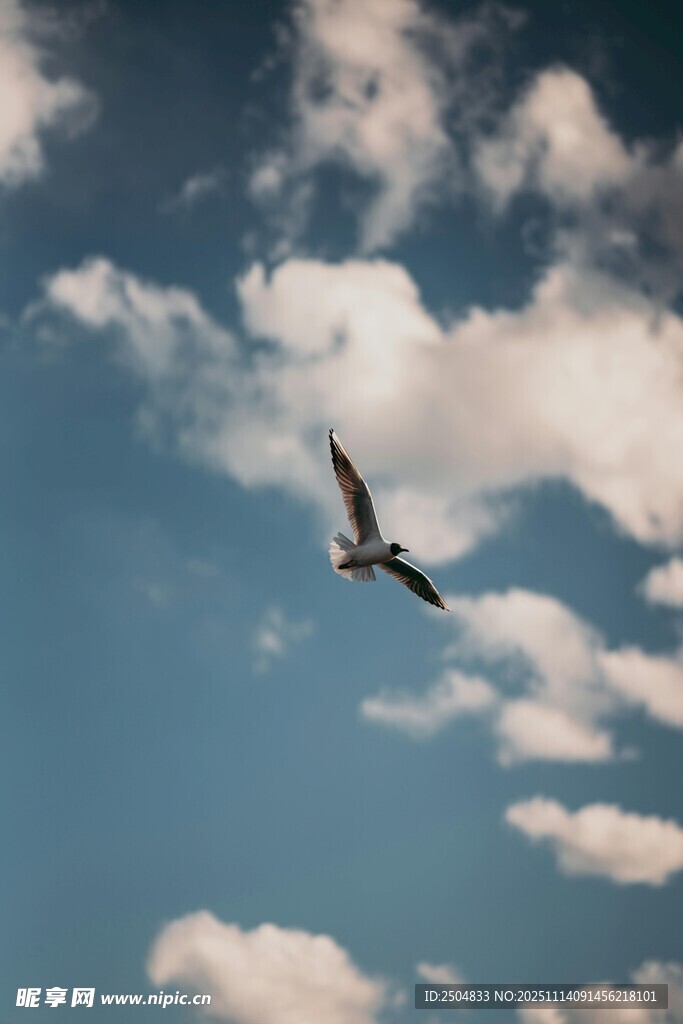 蓝天中翱翔的飞鸟