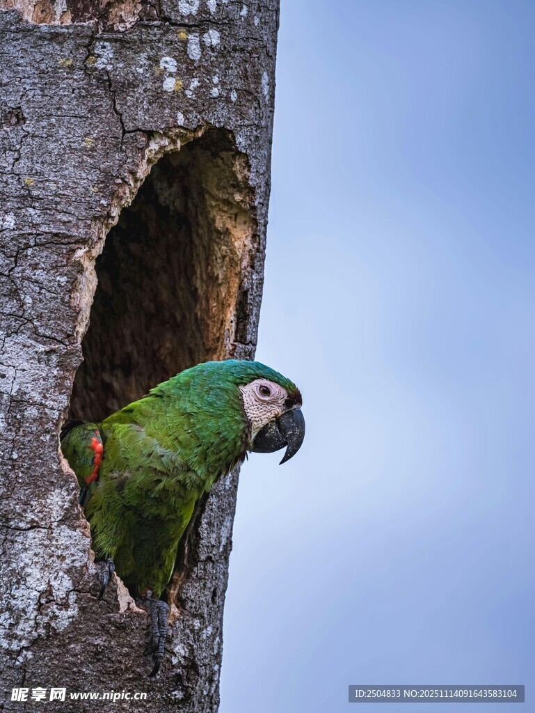 绿鹦鹉探身树洞