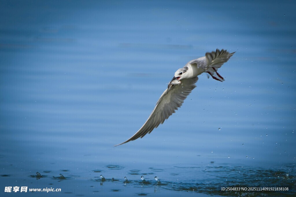 海鸟翱翔于蓝色海面