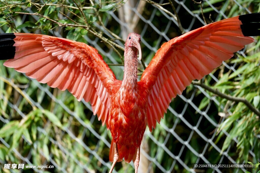 红羽飞鸟展翅于围栏间