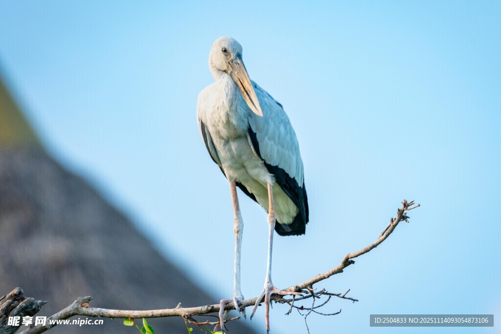 白鹳立于枝头