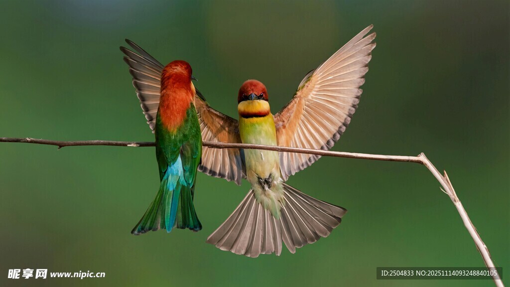 双鸟展翅于绿枝上