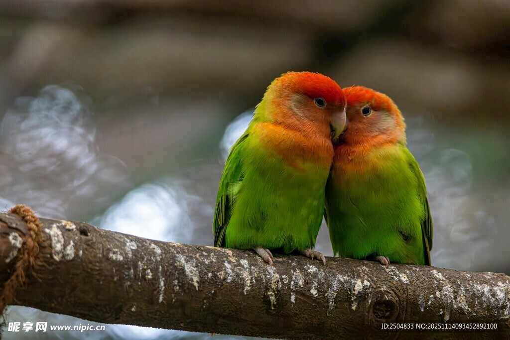 枝头亲昵的多彩情侣鹦鹉