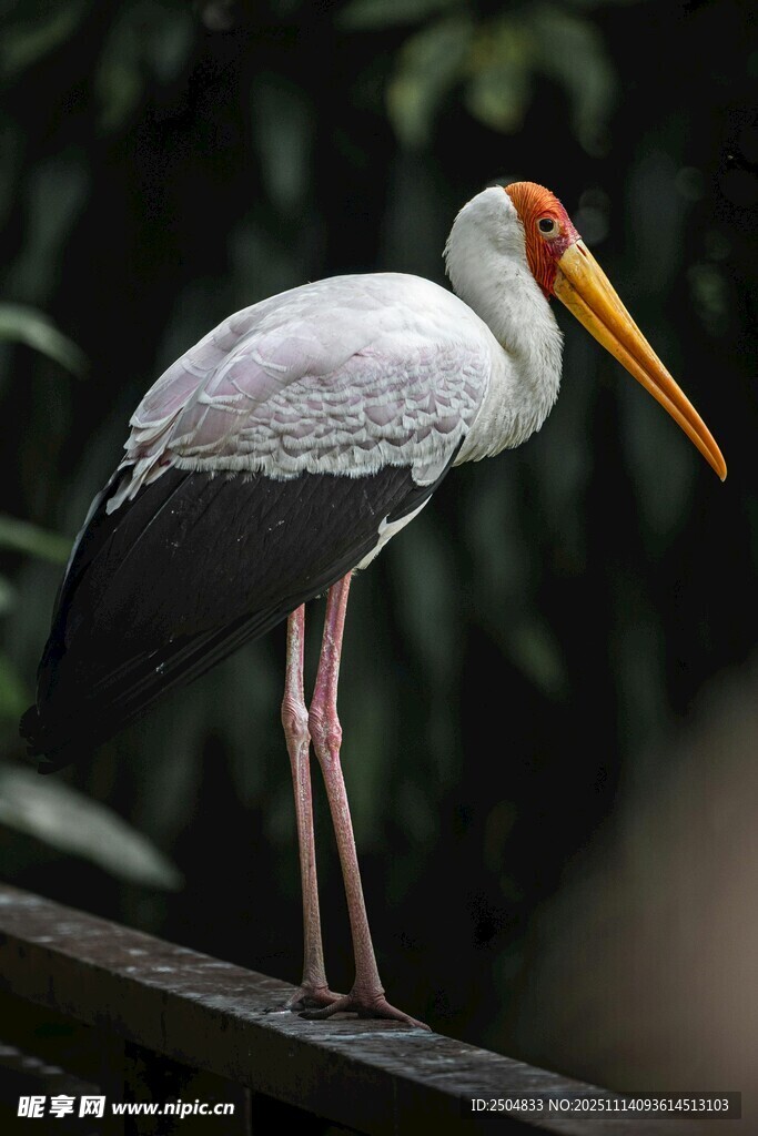 黄嘴鹮鹳站于木栏