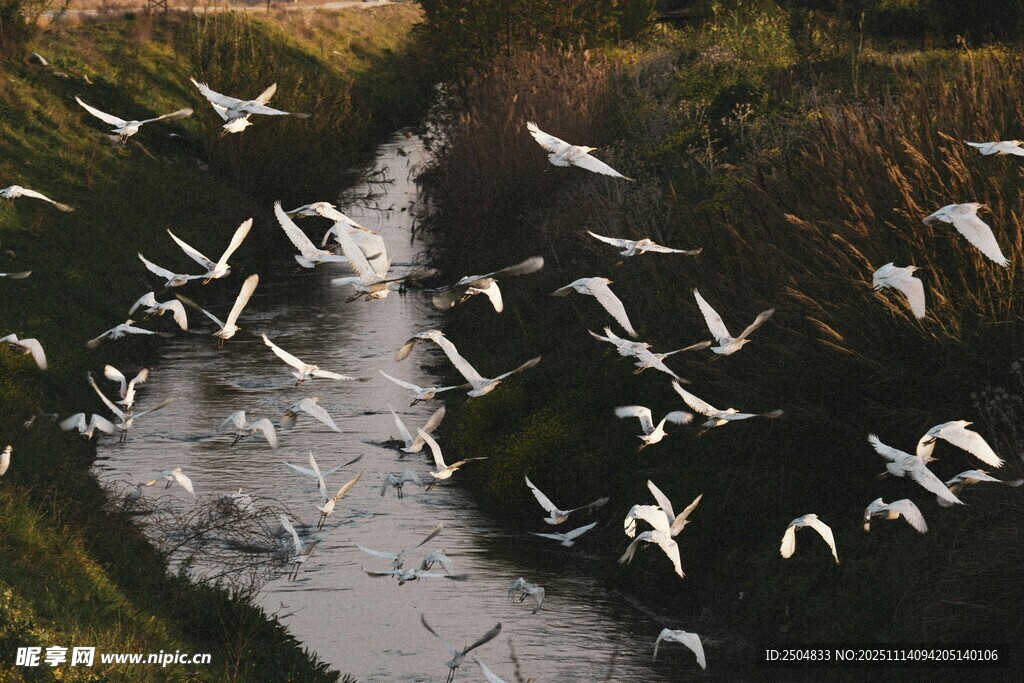 群鸟飞过蜿蜒小河