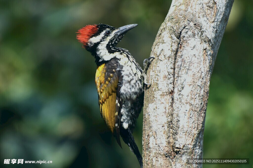 啄木鸟栖息树干瞬间