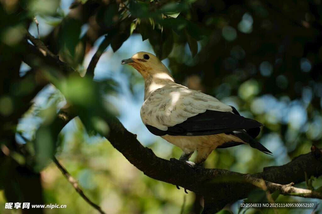 枝头栖息的美丽小鸟