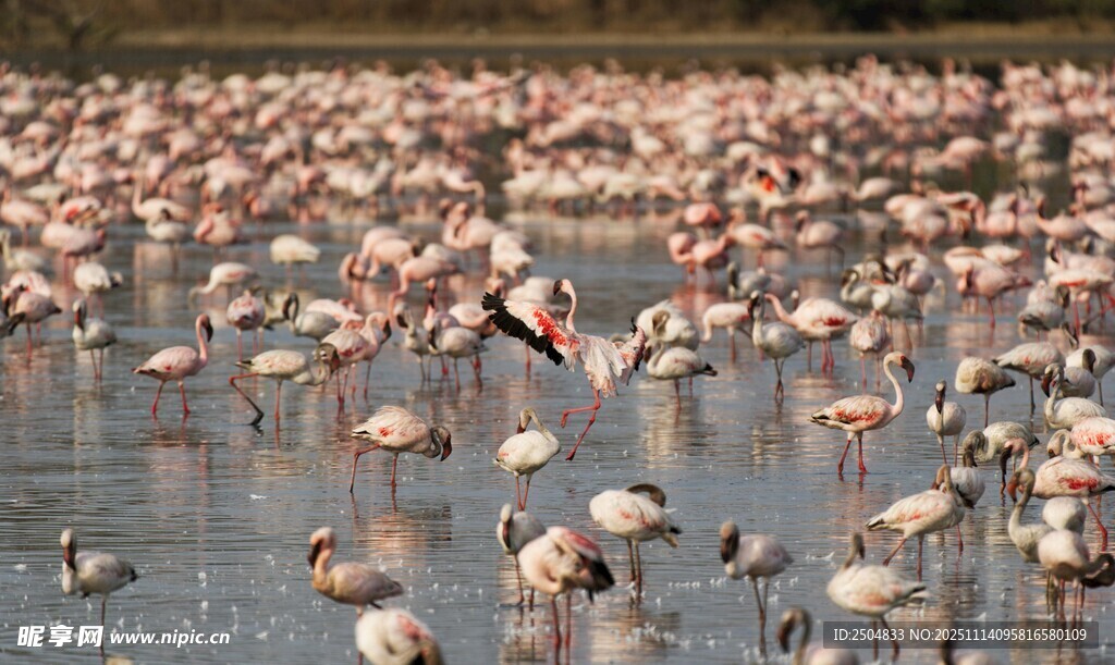 火烈鸟群于水域悠然栖息