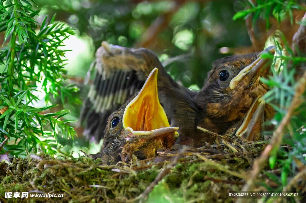 雏鸟待哺的温馨瞬间
