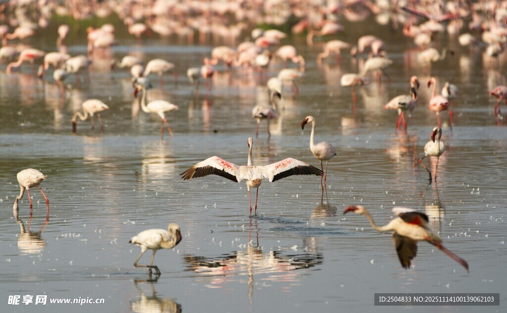 火烈鸟群于水域栖息飞翔