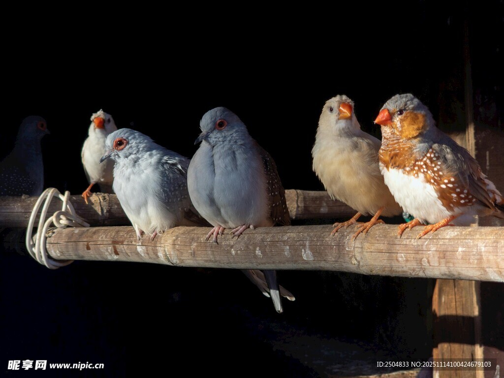 木杆上的多彩鸟儿