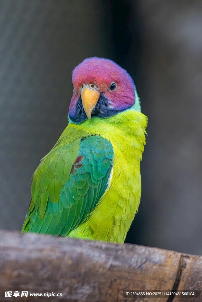 五彩斑斓的美丽鹦鹉