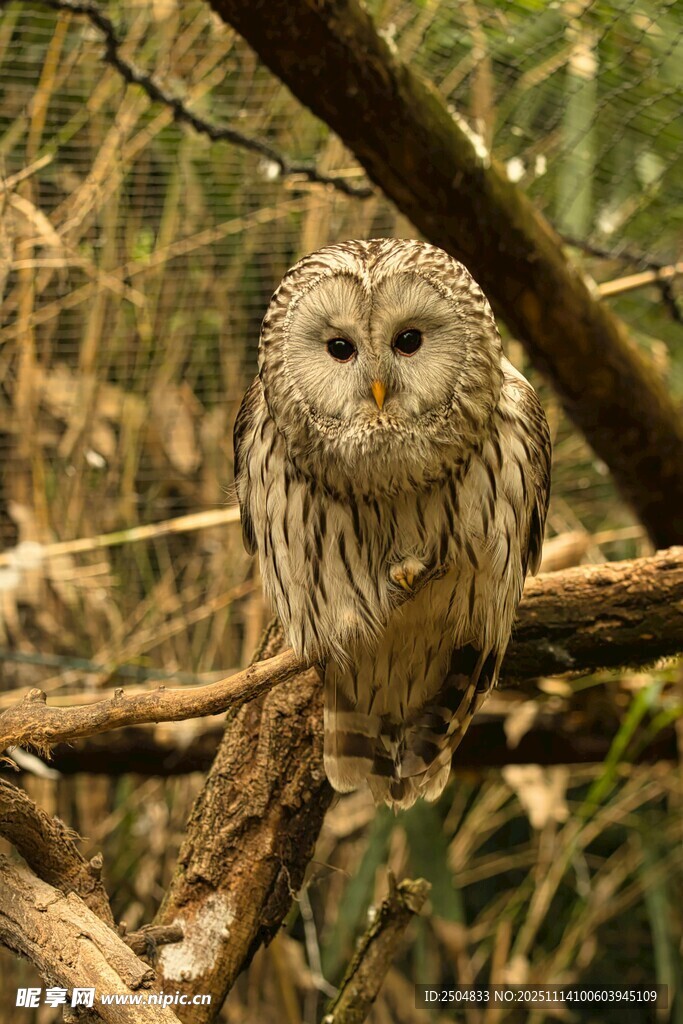 树枝上的灰林鸮
