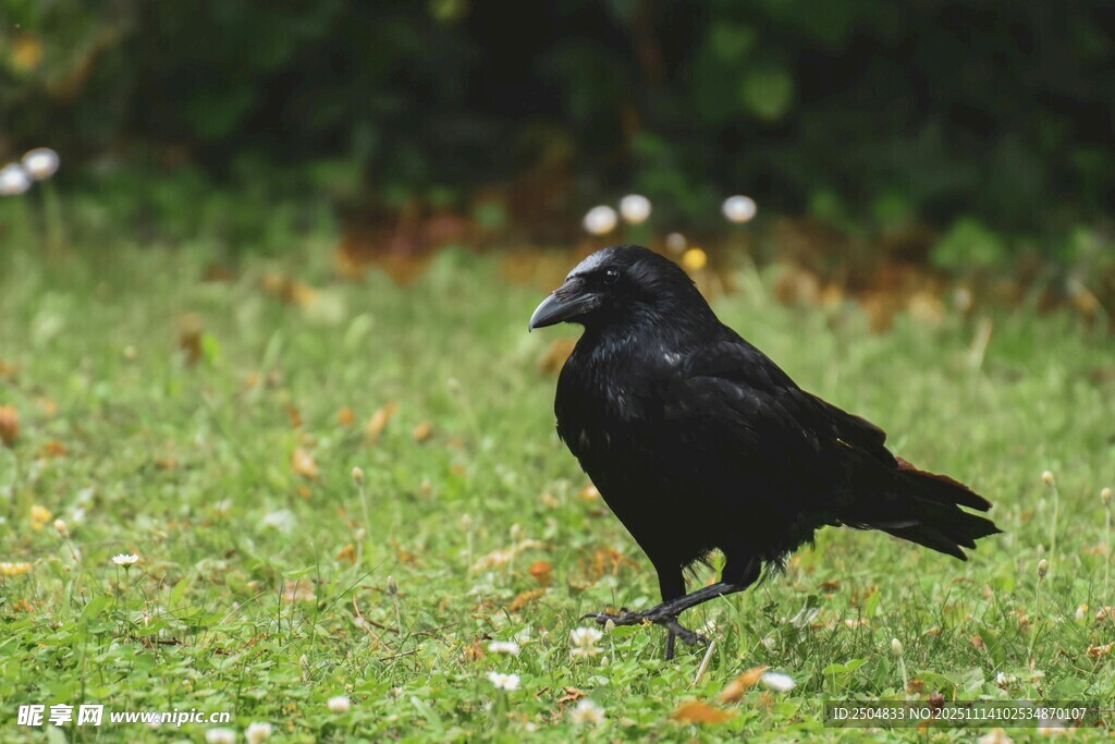 草地上的黑乌鸦
