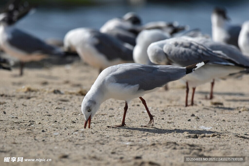 沙滩上觅食的一群海鸥