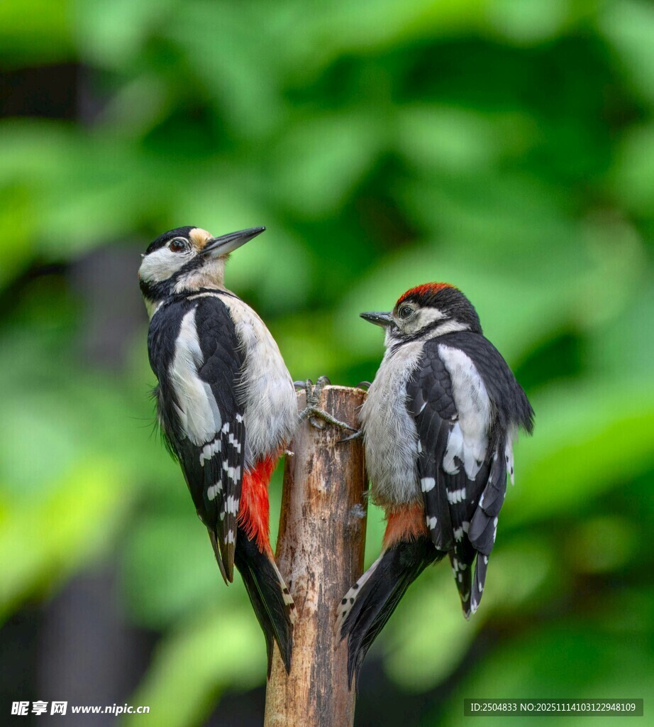 双啄木鸟栖息树干场景
