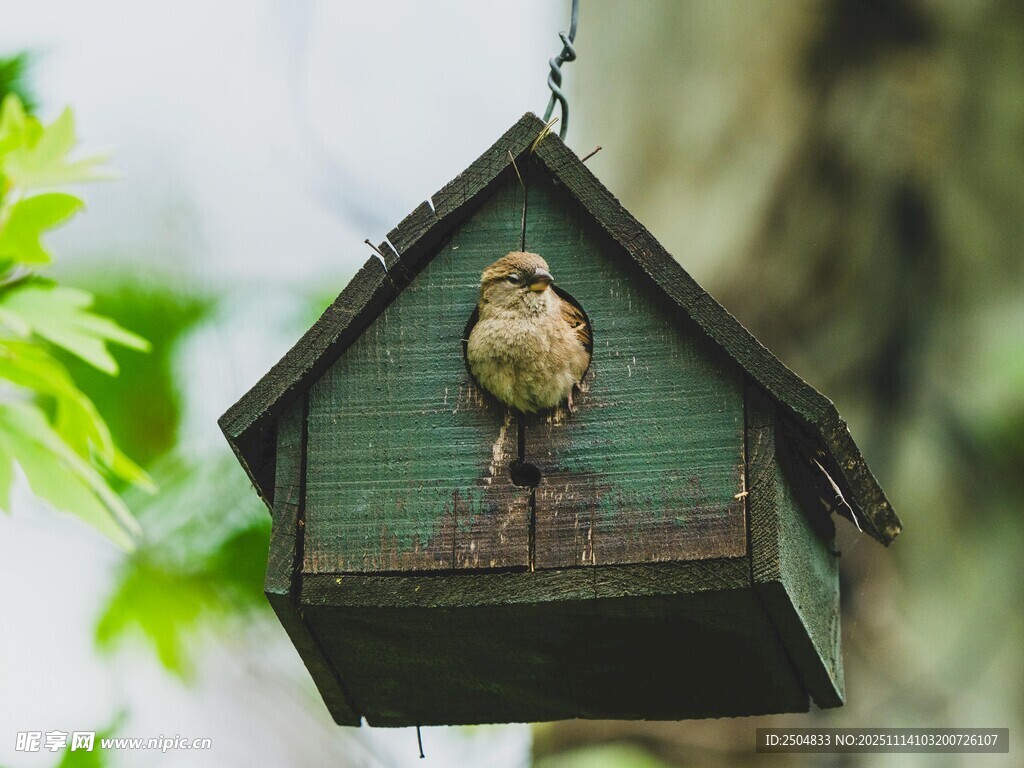 小鸟栖息于绿色鸟舍